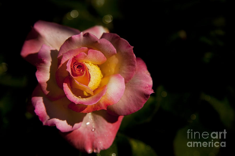 Flower Photograph - The Morning Rose by David Millenheft