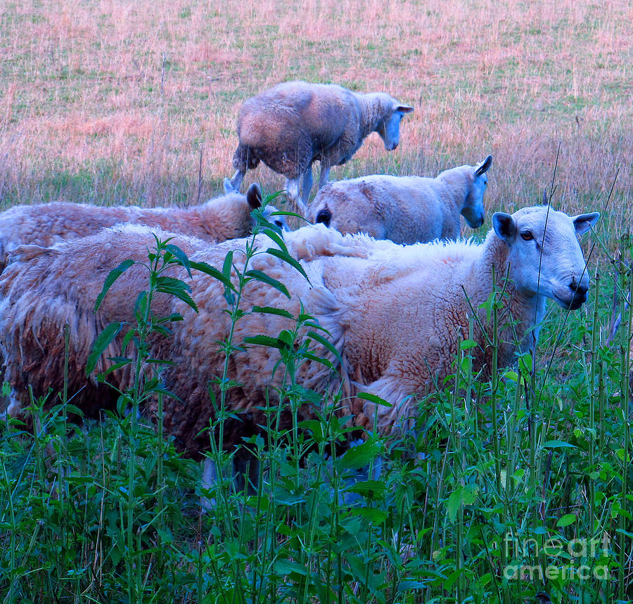 Sheep Photograph - The Morning Rush by Tina M Wenger