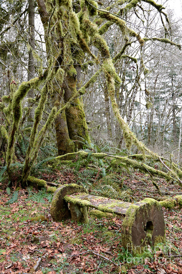The Mossy Bench Photograph by Carol Groenen