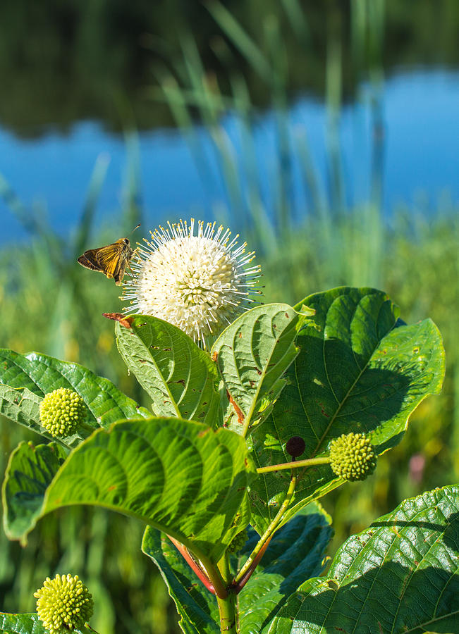 The Moth And Buttonbush Flower Photograph by Jens Larsen