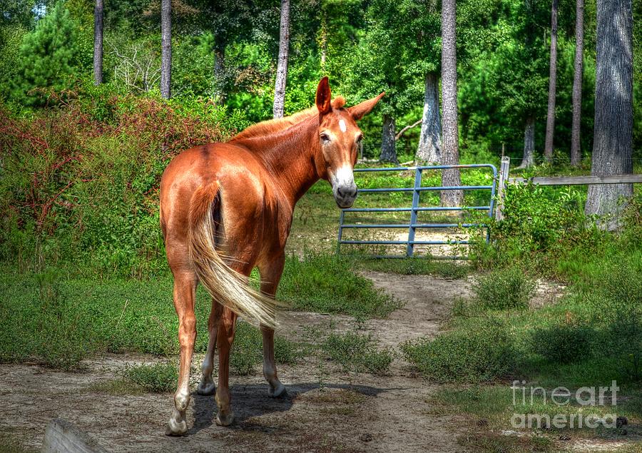 The Mule Photograph by Kathy Baccari