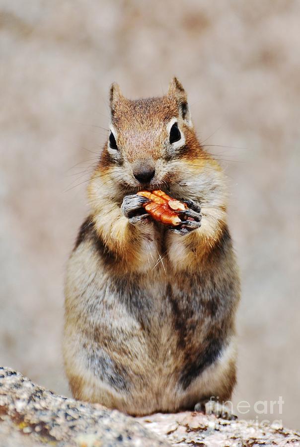 The Munchies Photograph by William Wyckoff