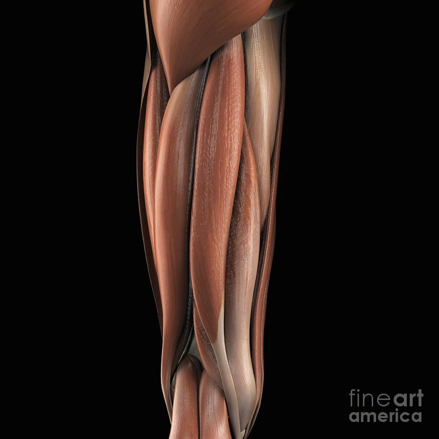 The Muscles Of The Upper Leg Left Rear Photograph by Science Picture Co