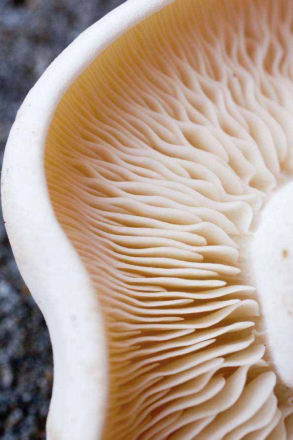 The Mushroom Effect Photograph by Tim Green The Mushroom Effect Photograph by Tim Green