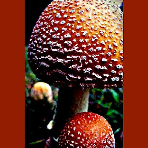 Mushroom Photograph - The Mushroom Trio by Katie Phillips