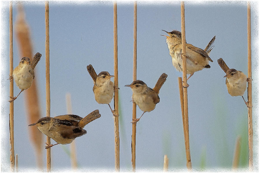 The Music Of The Marsh Wrens  Photograph by Constantine Gregory
