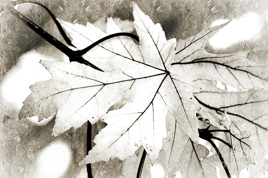 The Mysterious Leaf Abstract BW Photograph by Andee Design