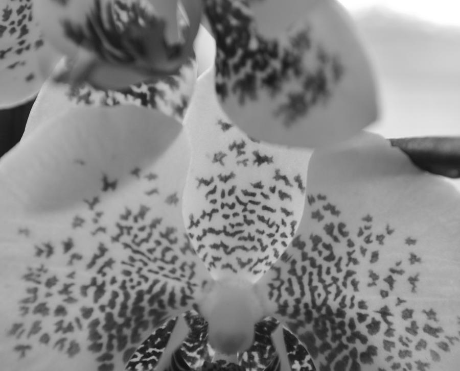 Orchid Photograph - The Myth of Orchis by Tara Miller