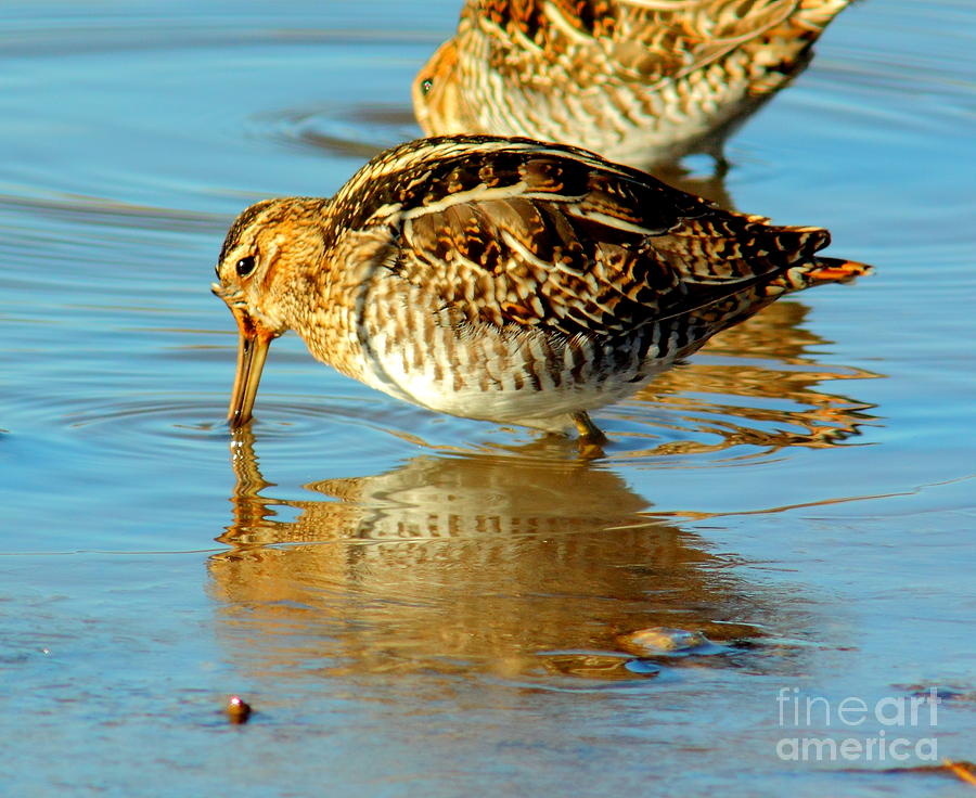 The Mythical Snipe Photograph by Robert Frederick
