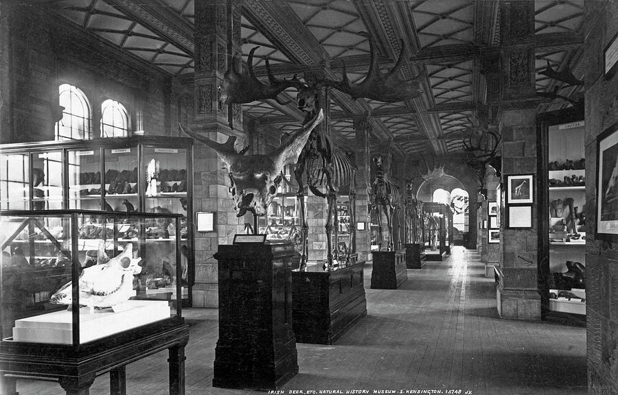 The Natural History Museum Photograph by Natural History Museum, London