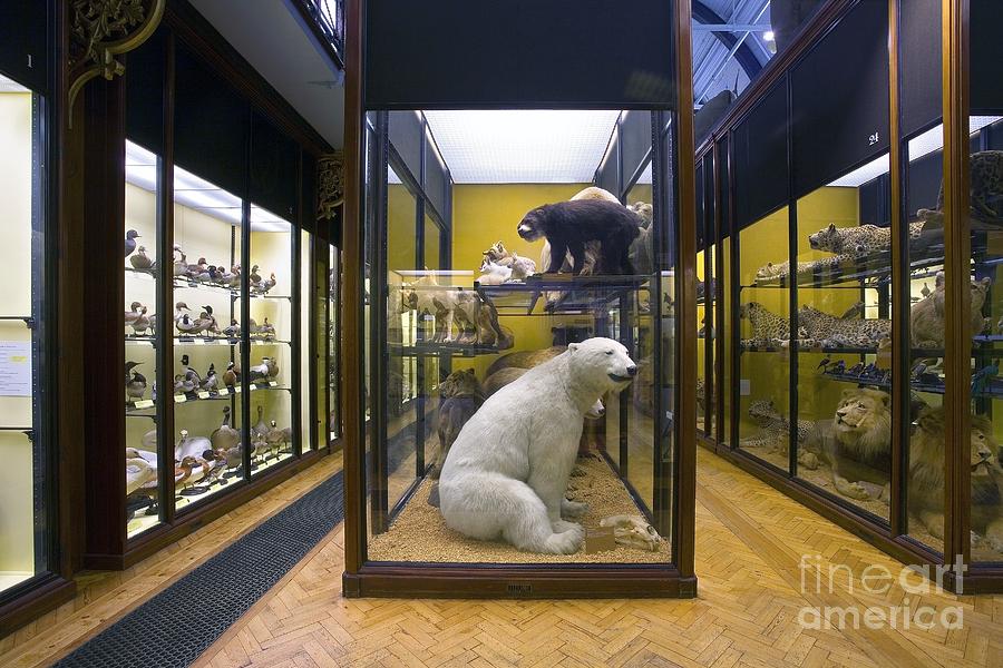 The Natural History Museum, Tring, Uk Photograph by Natural History Museum,  London - Pixels