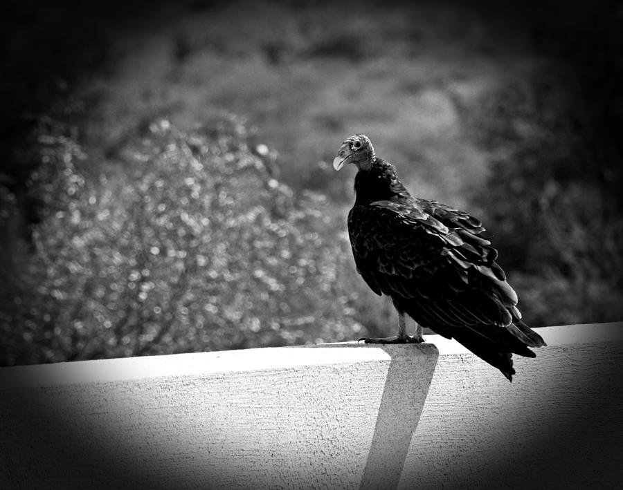 Natural Undertaker Awaits You - Turkey Vulture Photograph