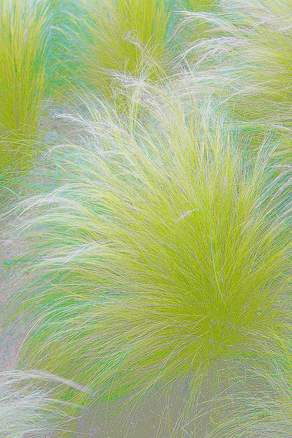 Nature Photograph - The Nature Of Grass   by Ben and Raisa Gertsberg