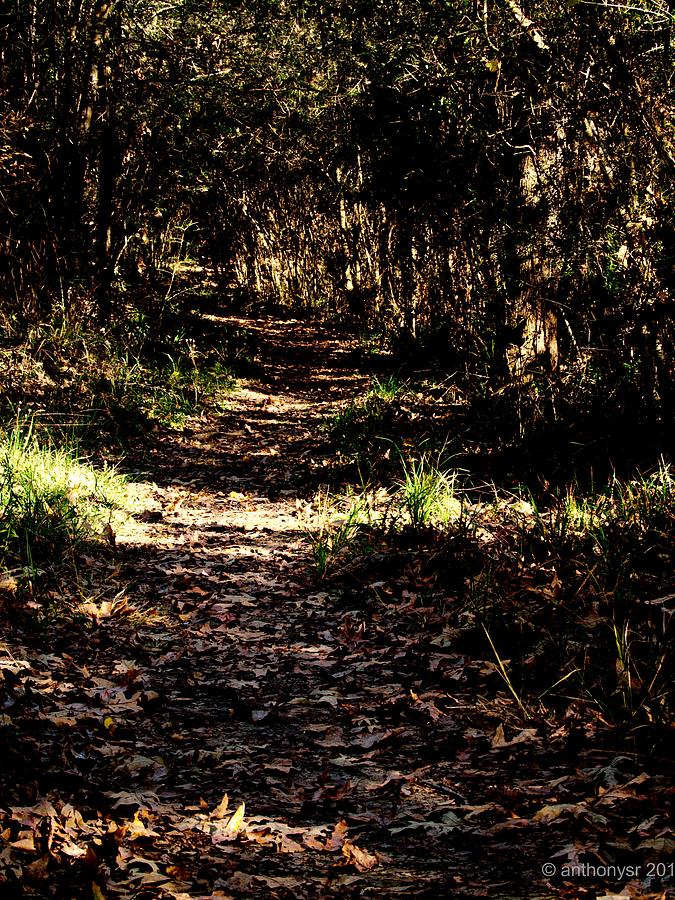 The nature trail Photograph by Anthony Walker Sr - Fine Art America