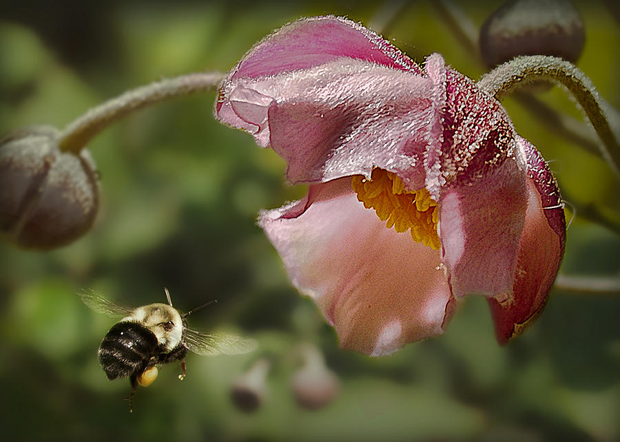 Bumble Bee Photograph - The Nectar Detector by Kim Mulkey Young