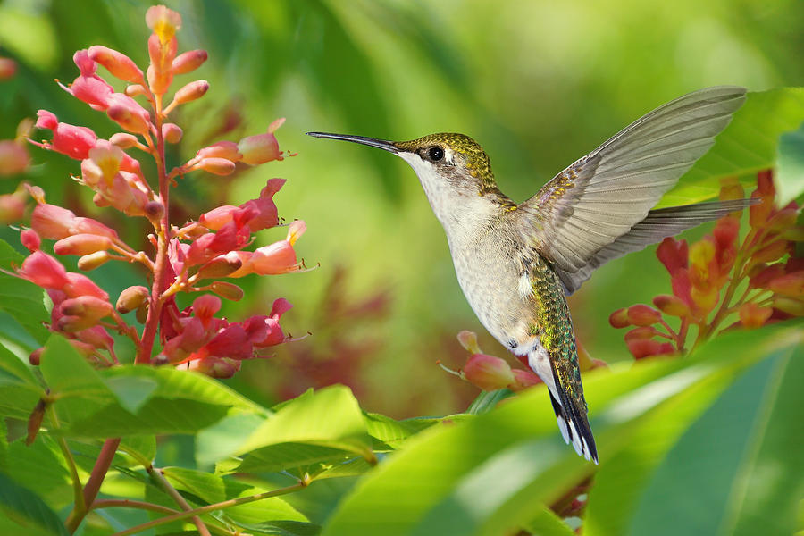 The Nectar of Life Photograph by Leda Robertson