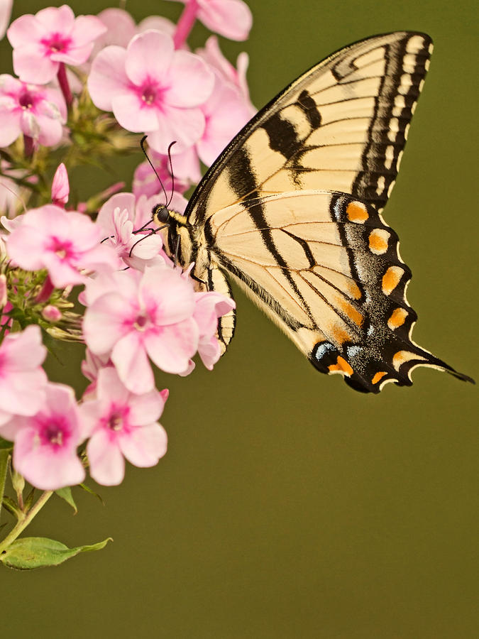 The Nectar Sipper Photograph by Theo OConnor