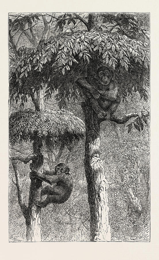 The Nest-building Ape In His Shelter Drawing by English School - Pixels