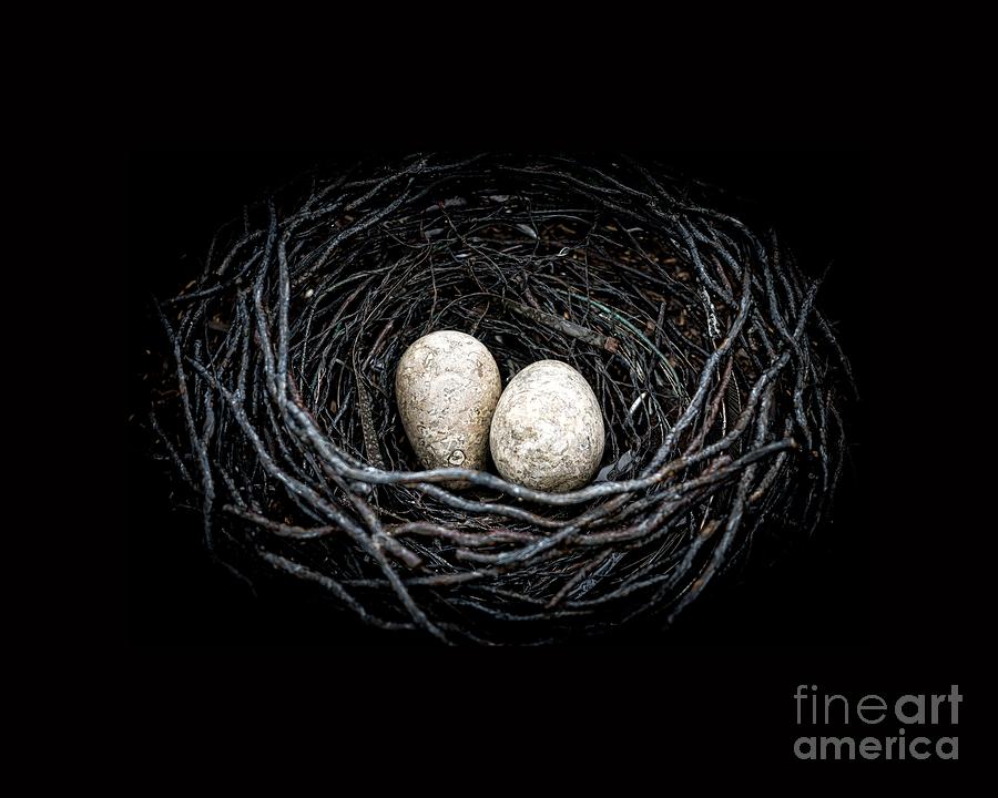 The Nest Photograph by Edward Fielding