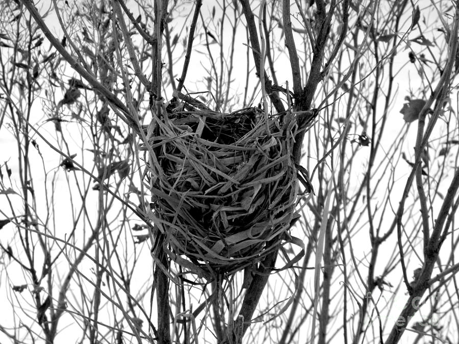 The Nest Photograph by Sharon Woerner