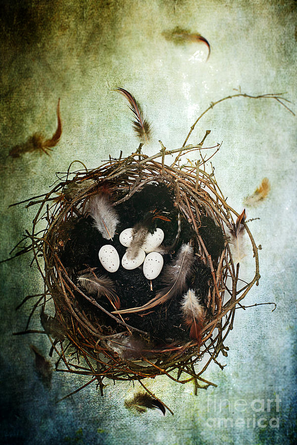The Nest Photograph by Stephanie Frey