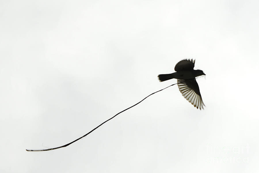 The Nesting Instinct Photograph by Andrea Kollo