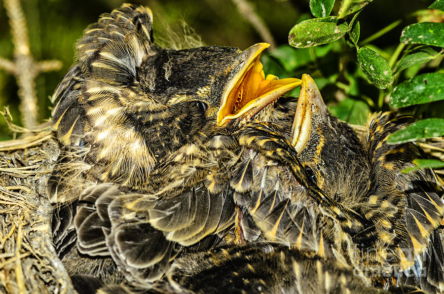 Bird Photograph - The nestlings in anticipation of food by Viktor Birkus