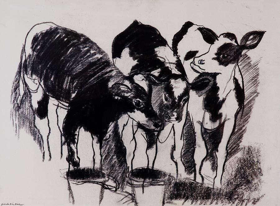 Cow Photograph - The New Calves Charcoal On Paper by Brenda Brin Booker