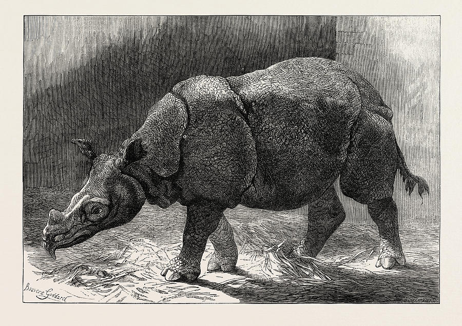London Drawing - The New Rhinocerus In The Gardens Of The Zoological Society by English School