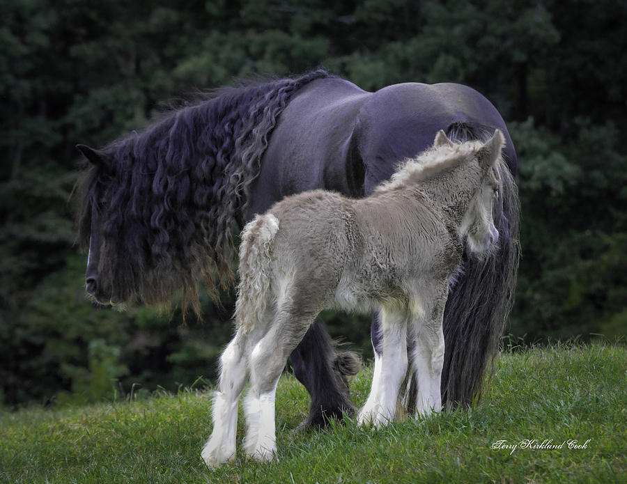The New Silver Foal Photograph by Terry Kirkland Cook