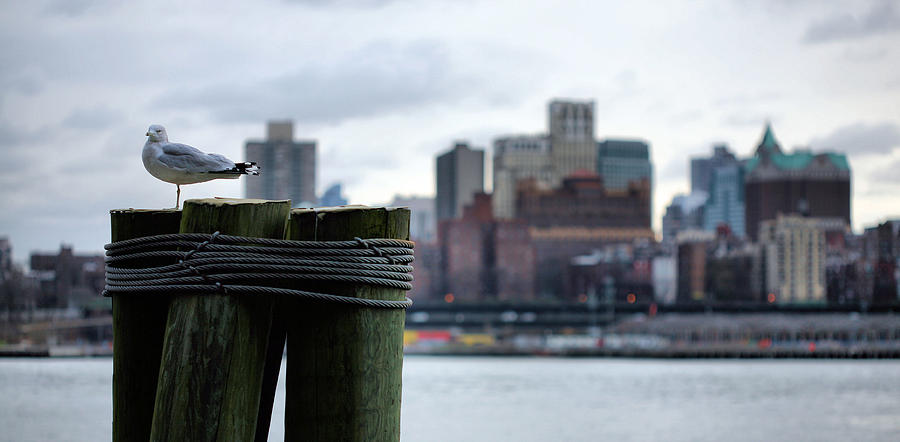 Seagull Photograph - The New Yorker  by JC Findley