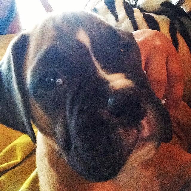 Boxer Photograph - The Newest Member Of My Family! My Son by Dalton Newsome