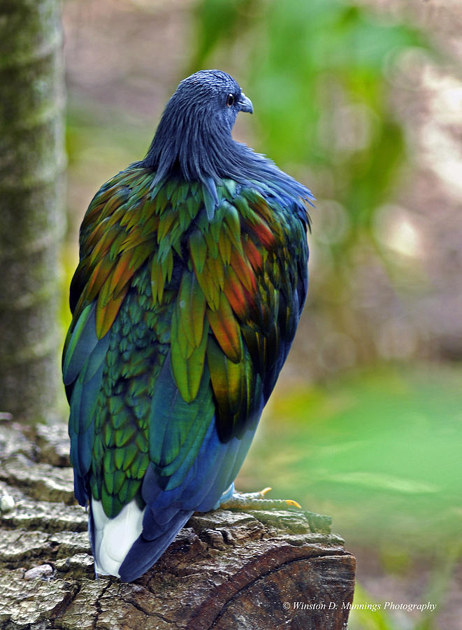 The Nicobar pigeon Photograph by Winston D Munnings