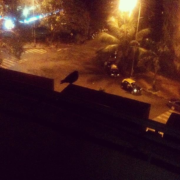Bird Photograph - The Night Watchman? #bird #silhouette by Rachit Vats