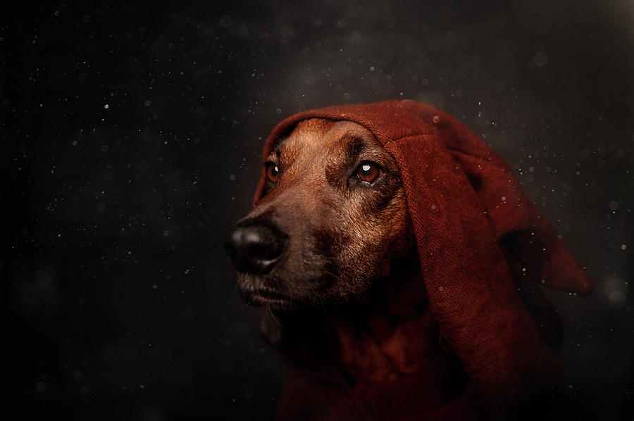 Dog Photograph - The Night-watchman by Heike Willers