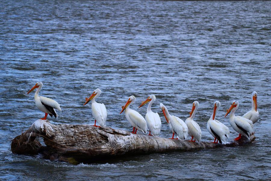 The nine pelicans Photograph by Lynn Hopwood