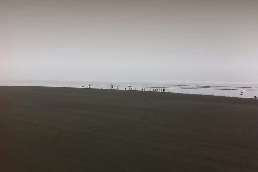 The No3 Ocean Shores Photograph by Marcello Cicchini