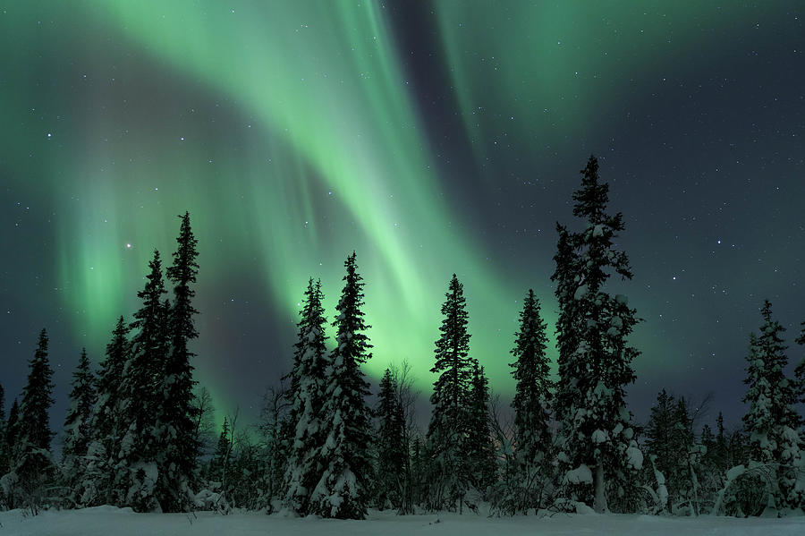 The Northern Lights above snow covered pine trees in winter, Lapland, Finland. Photograph by Philip Eaglesfield