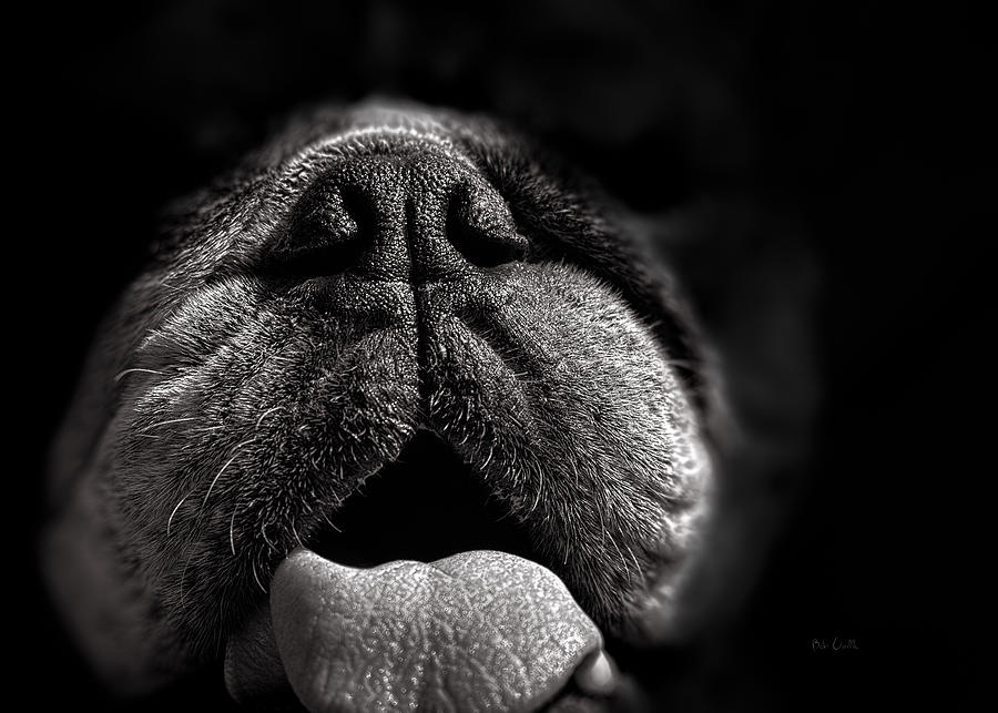 Dog Photograph - The Nose Knows by Bob Orsillo