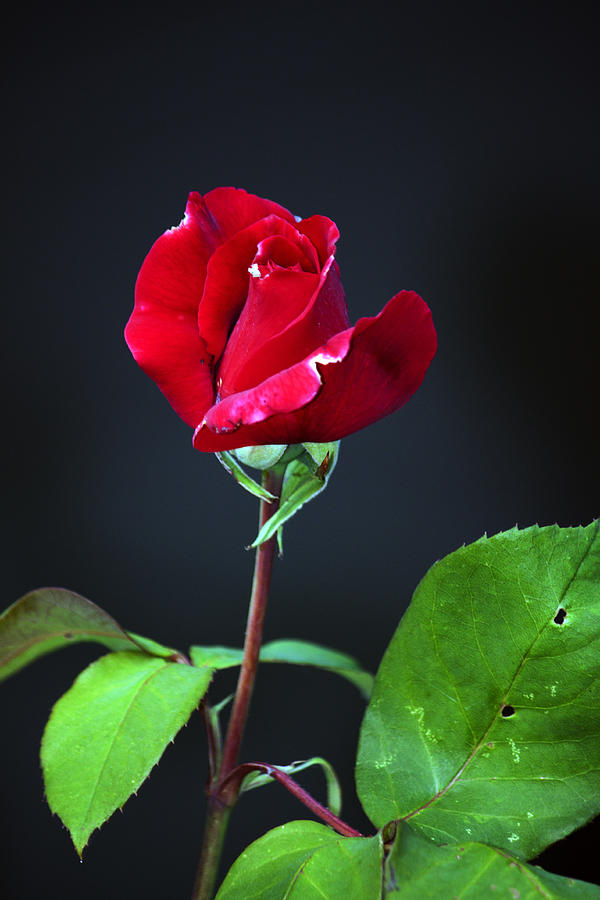 The Not So Perfect Rose Photograph by Edward Hawkins II