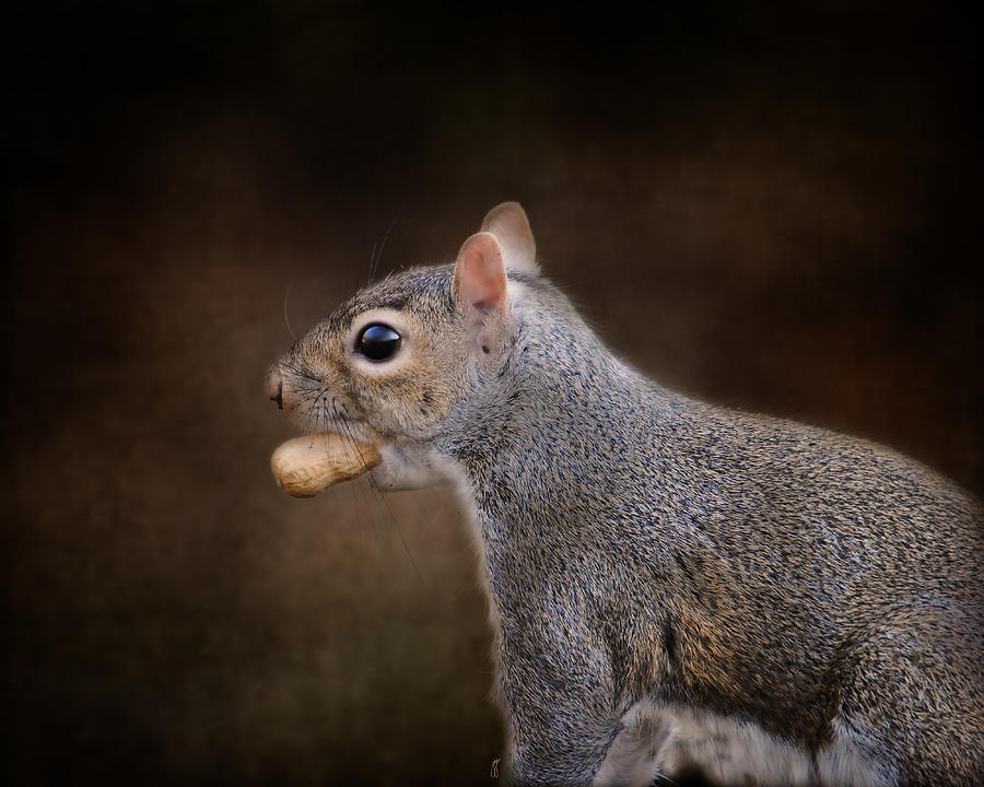 The Nut Collector Photograph by Jai Johnson