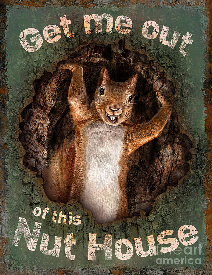 The Nut House Painting by JQ Licensing