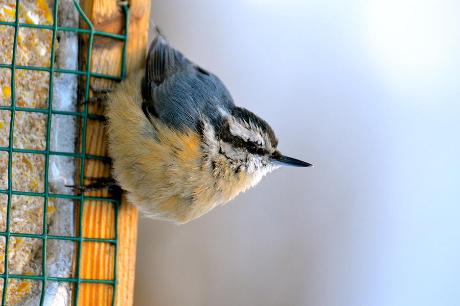 The Nuthatch Photograph by Jody Partin