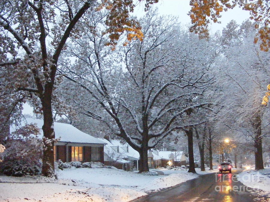 The Oak Tree Photograph by Nancy Kane Chapman - Pixels