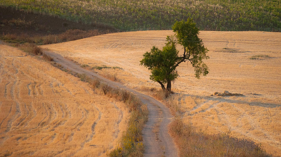 Summer Photograph - The old almond tree on the road by Jawaharlal Layachi