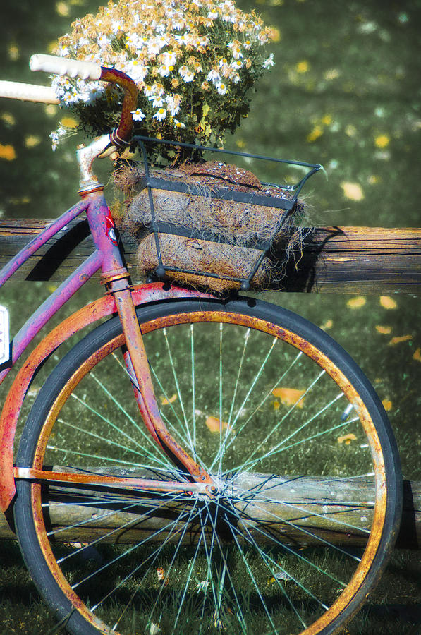 The Old Bicycle Photograph by Bill Cannon