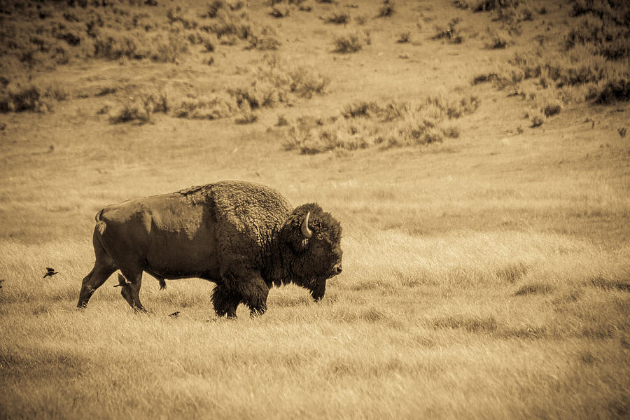 The Old Bull - Bison. Yellowstone National Park, Wyoming Photograph by TL Mair