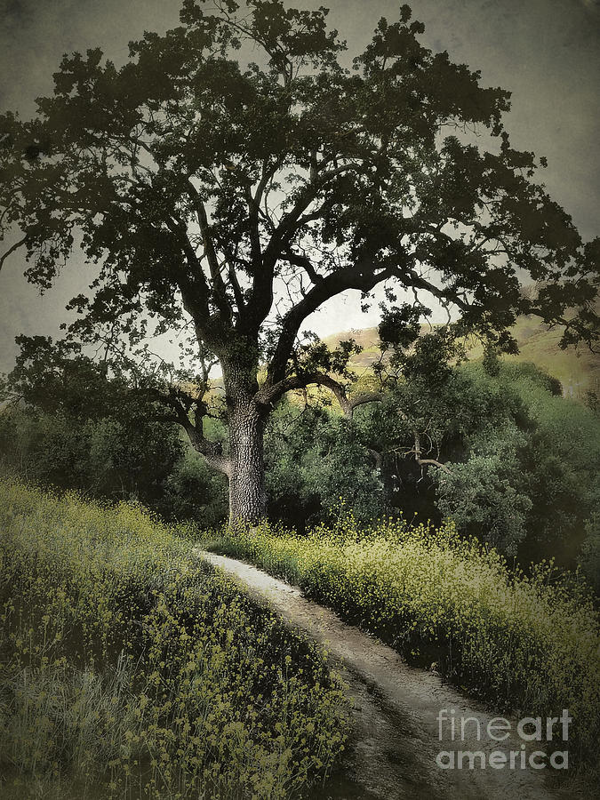 The Old Chumash Trail Photograph by Parrish Todd