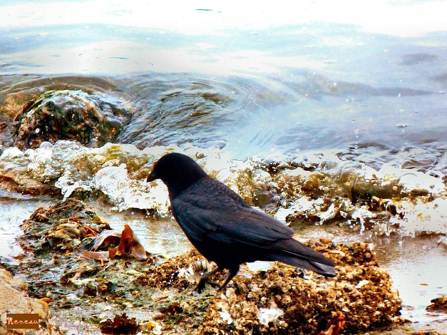 THE OLD CROW and THE SEA Photograph by A L Sadie Reneau