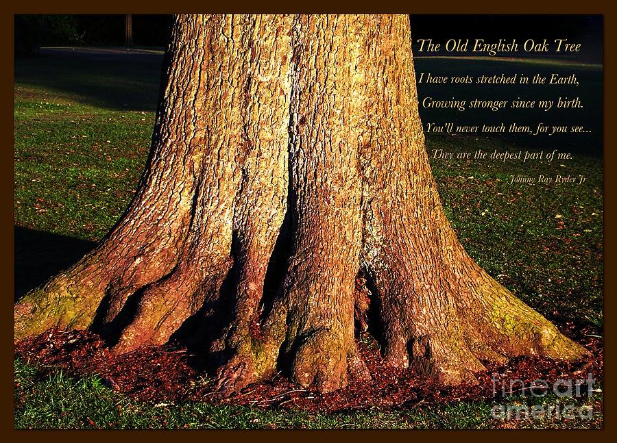 The Old English Oak Tree Photograph